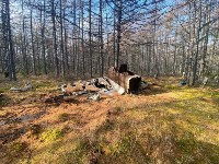 На Сахалине активисты "Поискового движения России" вывезли из леса остов самолёта Ил-10, Фото: 2