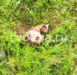 В лесу в районе Охи нашли останки женщины, Фото: 6