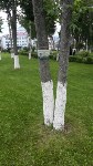 На краснокнижных деревьях в Южно-Сахалинске появились QR-коды, Фото: 1