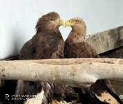 История крылатой любви: на Сахалине искалеченный орлан пытается покорить сердце однокрылой самки, Фото: 2