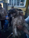 Спасение собаки в Корсакове, Фото: 4