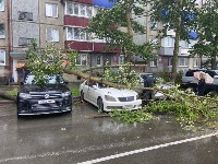 Дерево рухнуло на три автомобиля в Южно-Сахалинске, Фото: 3