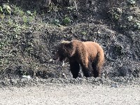 Медведь вышел к людям в районе Арсентьевки, Фото: 5