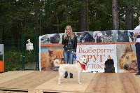 В рамках выставки беспородных собак в Южно-Сахалинске 8 питомцев обрели хозяев, Фото: 29