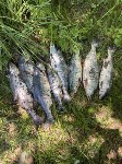 Браконьерство на водоемах Сахалина, Фото: 2