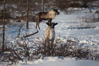 Якутские олени обживаются на севере Сахалина: фоторепортаж из Ногликского района, Фото: 109