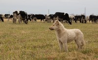 Переход молочного скота в зимние стойла завершился на Сахалине, Фото: 6