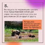 Как спастись от медведя, Фото: 5
