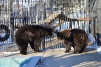 Медведи проснулись в зоопарке Южно-Сахалинска, Фото: 2