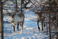 Якутские олени обживаются на севере Сахалина: фоторепортаж из Ногликского района, Фото: 39