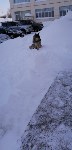 На Сахалине спасли беременную собаку с капканом на лапе, Фото: 6