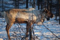 Якутские олени обживаются на севере Сахалина: фоторепортаж из Ногликского района, Фото: 10