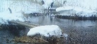 Пара японских журавлей осталась зимовать на Курилах, Фото: 1