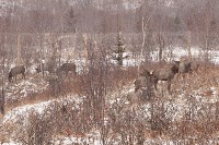 Около сотни благородных оленей доставили на Сахалин, Фото: 40