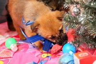Маленьким бездомным щенкам устроили новогоднюю фотосессию, Фото: 4