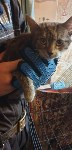 Выброшенные в Южно-Сахалинске коты, Фото: 12