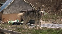 В сахалинском СНТ умирают от голода собаки, Фото: 1