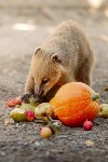 Сахалинский зоопарк просит горожан поделиться овощами и фруктами со зверями, Фото: 1