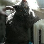 На конкурс astv.ru прислали больше ста фото теплолюбивых сахалинских котиков, и они потрясающие, Фото: 79