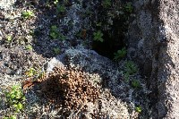 Японские и сахалинские ученые вместе искали вымерших миллионы лет назад моллюсков, Фото: 9