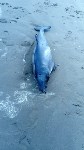 Очередное мертвое животное обнаружили сахалинцы на берегу Охотского моря, Фото: 5