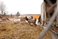 Около сотни благородных оленей доставили на Сахалин, Фото: 29