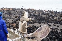 Тюлень с практически отрезанной головой пришёл за помощью к сахалинцам, Фото: 2