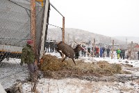 Около сотни благородных оленей доставили на Сахалин, Фото: 15