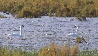 Рекордное количество лебедей зарегистрировали на Южных Курилах, Фото: 2