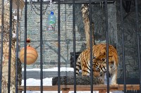 День кошек отпраздновали в южно-сахалинском зоопарке, Фото: 7