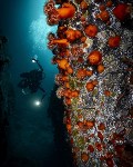 Подводный мир Монерона, Фото: 5