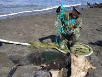 Тюлень с практически отрезанной головой пришёл за помощью к сахалинцам, Фото: 17