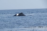 Горбатых китов заметили у берегов Парамушира , Фото: 5