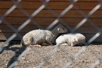Посетителям Сахалинского зоопарка показали зверят, родившихся в 2017 году, Фото: 10