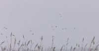 На Сахалине не отменяют сезон охоты на птиц, Фото: 5