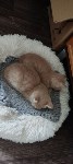 Сахалинский военнослужащий спас беременную кошку и передал её волонтёрам, Фото: 1