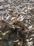 "Эковахта Сахалина": Масштабы гибели сельди в заливе Пильтун огромны, Фото: 9