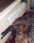 На конкурс astv.ru прислали больше ста фото теплолюбивых сахалинских котиков, и они потрясающие, Фото: 85