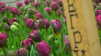 К 8 марта на Сахалине вырастили 400 тысяч тюльпанов, Фото: 2