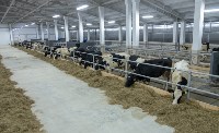 Де сотни коров из Амстердама доставили в Корсаковский район, Фото: 4