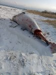 Мертвого кита вытащили на берег в Макаровском районе, Фото: 3