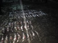 Больше 250 килограммов икры изъяли у сахалинских браконьеров, Фото: 5