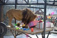 Три сотни гостей пришли поздравить льва в сахалинском зоопарке с днем рождения, Фото: 4