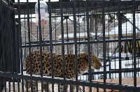 День кошек отпраздновали в южно-сахалинском зоопарке, Фото: 8