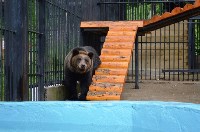 Медведица Юлька празднует ровно год после новоселья в сахалинском зоопарке, Фото: 7