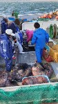 Более шести тонн неучтенного осьминога обнаружили на пяти японских судах у Курил, Фото: 4