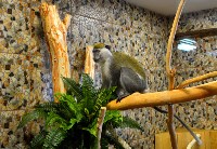 При реконструкции вальеров для обезьян в сахалинском зоопарки использовали мировой опыт, Фото: 11