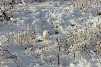 Фотосессия милых горностаев, Фото: 11
