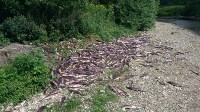 Около 100 кг икры изъяли у браконьеров в Охинском районе, Фото: 1