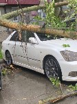 Дерево рухнуло на три автомобиля в Южно-Сахалинске, Фото: 1